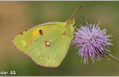Souci (1) - Colias crocea