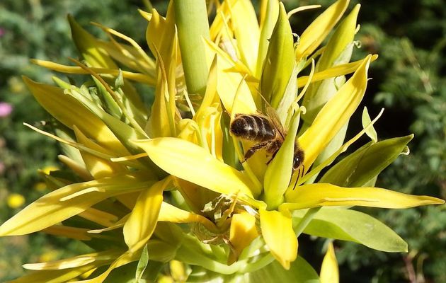 une fleur et une abeille