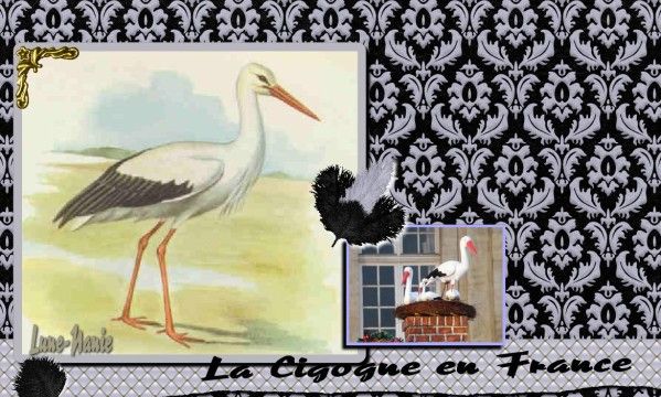 La Cigogne Blanche d'Alsace