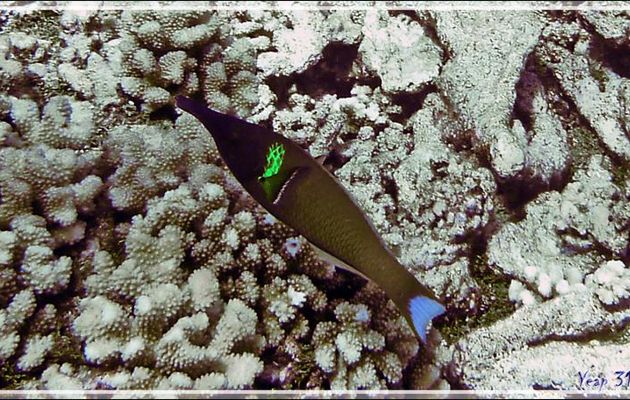 Gomphose vert ou Labre-oiseau mâle, Bird Wrasse (Gomphosus varius) - Passe sud Tumakohua - Atoll de Fakarava - Tuamotu - Polynésie française