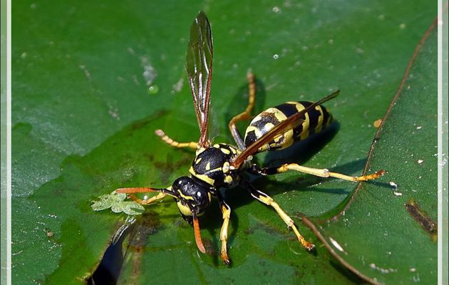 Guêpe Poliste gaulois femelle (Polistes dominula) - Lartigau - Milhas - 31