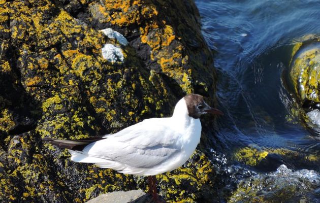 des oiseaux en bord de mer