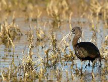 Ibis Falcinelle