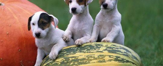 le JACK RUSSEL