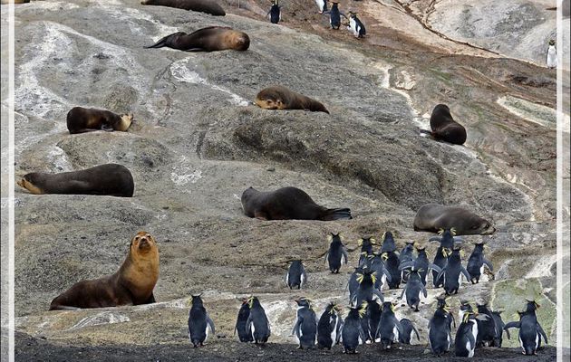 Otaries à fourrure subantarctique, ou Otarie d'Amsterdam, Subantarctic fur seals (Arctocephalus tropicalis ) - Nightingale Island - Tristan da Cunha