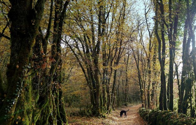 Le 11 novembre: En allant aux champignons