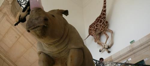museum d'histoire naturelle