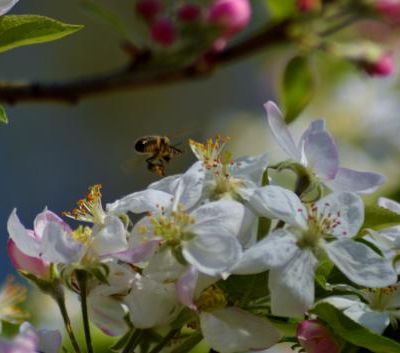 jardin fleuri