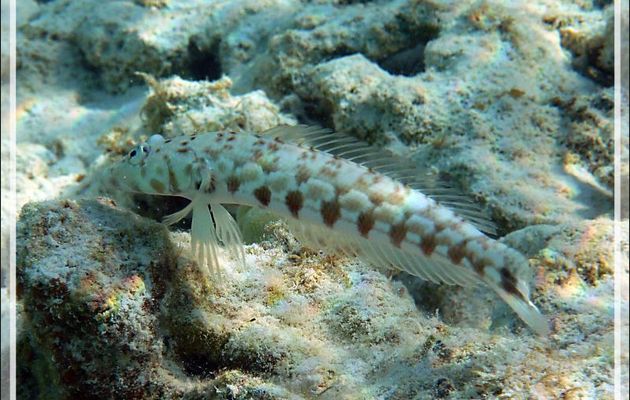 Perche pintade ou Parapercis à taches noires, Thousand-spot grubfish, Black dotted sand perch (Parapercis millepunctata) - Lagon de la Pension Kuriri - Maupiti - Polynésie française