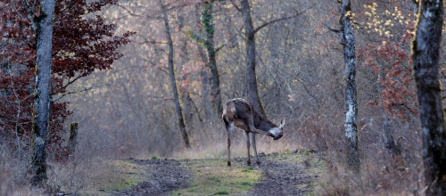 Je retrouve avec plaisir mes affuts en forêt de Fontainebleau, avec cette jeune biche qui fait sa toilette de manière un peu acrobatique...