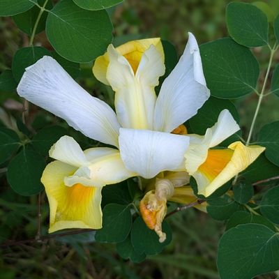 MES FLEURS DU JARDIN ET +++  -3