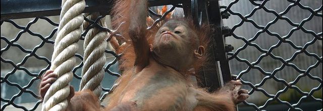 La Ménagerie, Zoo du Jardin des Plantes : Java, le petit Orang-Outan