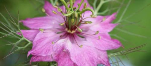 Clin d'oeil à Yann (Nigelles de Damas)