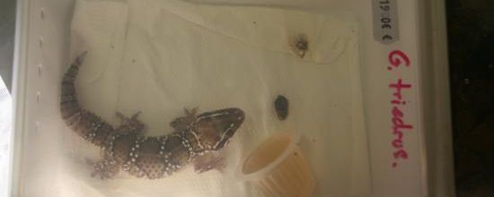 2012_12_15&amp;16 Bourse aux reptiles de martigues