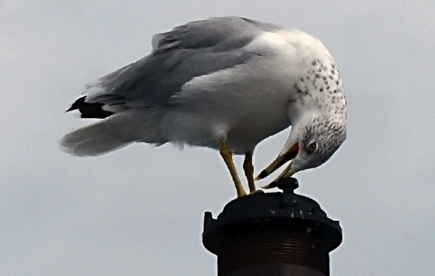 Le chant du Goéland à bec cerclé, Ring-billed Gull (Larus delawarensis) - Gananoque - Ontario - Canada