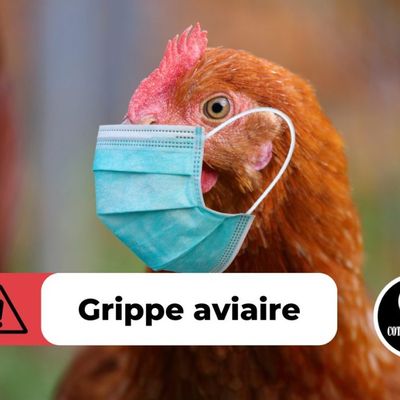 Grippe aviaire : la France vaccine ses poules à l’ARNm… au risque d’anéantir sa filière avicole