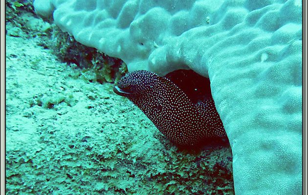 Images des îles Maurice et Rodrigues transférées depuis mon ancien blog