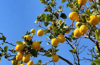 Les fruits du confinement