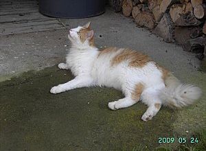 quelle chat-leur!!!