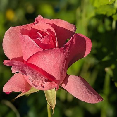 les fleurs de mon jardin en Mai 2025