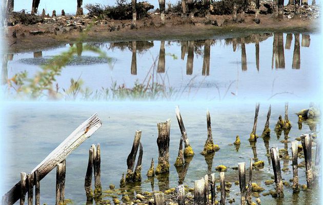 Reflets - Loix - Ile de Ré - 17