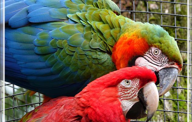 Ara arlequin : hybride d'Ara bleu, Blue-and-yellow Macaw (Ara ararauna) et d'Ara chloroptère, Red-and-green Macaw (Ara chloropterus) - Parque das Aves - Foz do Iguaçu - Brésil