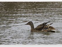 Canard colvert femelle - Anas platyrhynchos