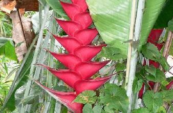 Le balisier