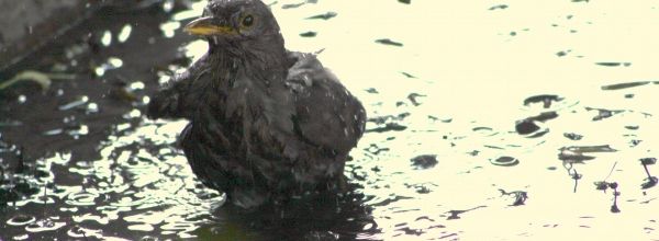 Photos prises pendant un CSO 