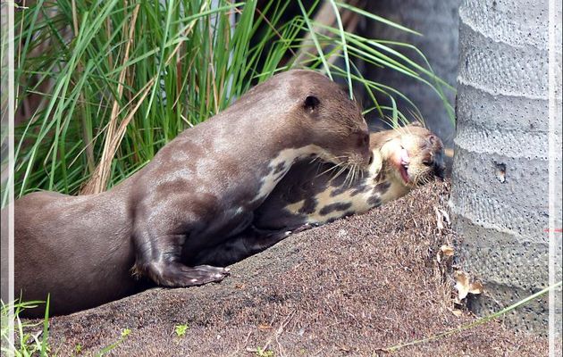 Loutre géante du Brésil (Pteronura brasiliensis) - Lac Sandoval - Pérou
