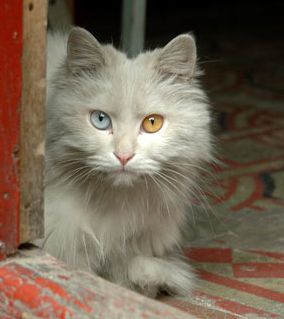 Pourquoi certaines personnes ont elles les yeux "pers" ("vairons")