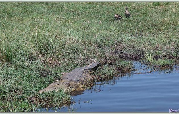 Crocodile du Nil (Crocodylus niloticus) - Safari nautique - Parc National de Chobe - Botswana