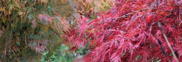 Baies et couleurs