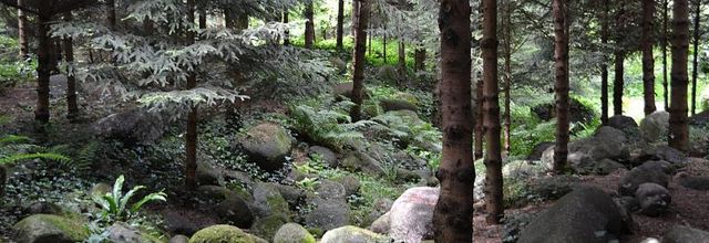 Jardins Albert Kahn : La Forêt Vosgienne