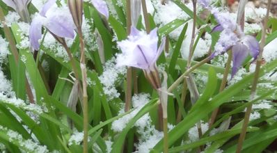 Fleur d'hiver ...... 