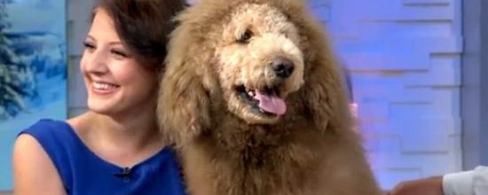Etats-Unis : Se baladant dans les rues, ce chien a été pris pour un lion