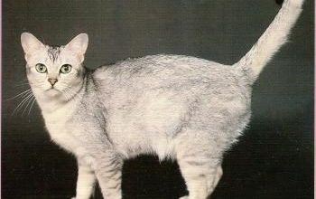 Le burmilla black tipped