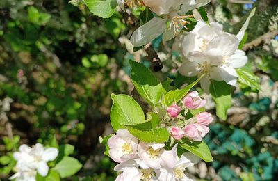 EB - Fleurs de pommiers - avril 2024...