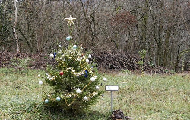 Le 6 janvier 2023 : d'un sapin au Rhône