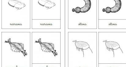 La vie au Cambrien ( 2versions) : nomenclatures simples/images classifiées
