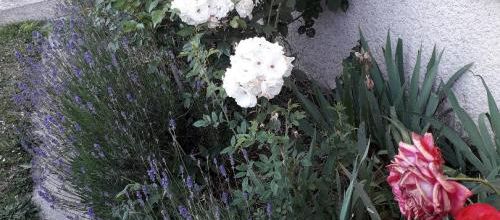 Fleurs du jardin et un peu (encore)de travaux
