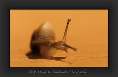 Un mini escargot venu se perdre dans ma maison...
