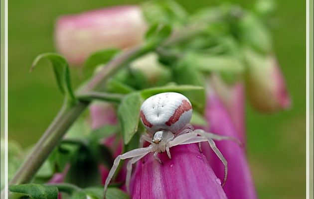 Mes Araignées crabes Thomises variables : la rose sur une digitale rose et la blanche sur une digitale blanche (Misumena vatia) - Lartigau - Milhas - 31