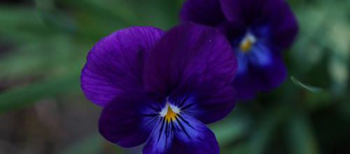 Le bleu dans le jardin de Patou