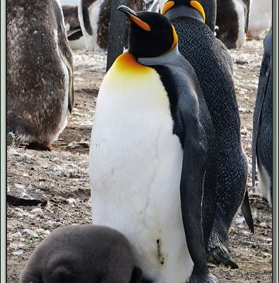 Photos de Manchots royaux avec leurs poussins dont une animation gif - Saunders Island - Falkland Islands, Iles Malouines, Islas Malvinas