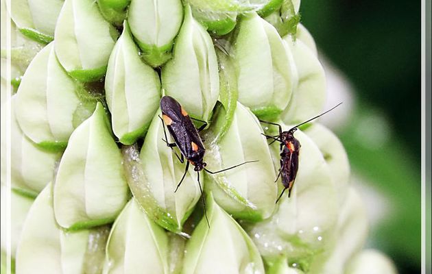 Punaise Miridae gothique (Capsodes gothicus) - Lartigau - Milhas - 31