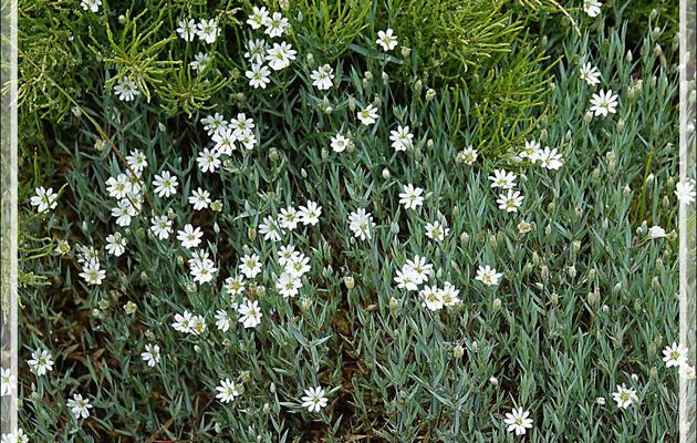 Céraiste (Cerastium sp) - Sisimiut - Groenland