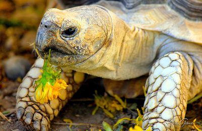 Avoir une tortue