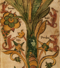 L'arbre de vie