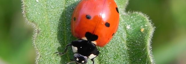 ma coccinelle d'un été